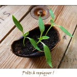 Des « pots » et contenants pour vos semis et repiquages