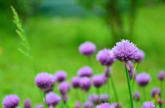 chives-829169_640